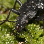 hygrocarabus_variolosus2