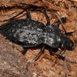 hygrocarabus_variolosus3