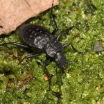 hygrocarabus_variolosus5