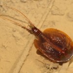 lepidurus_apus2