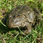 pelophylax_ridibundus1