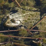 pelophylax_ridibundus2