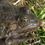 pelophylax_ridibundus3