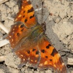polygonia_c-album1