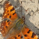 polygonia_c-album2