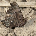 polygonia_c-album3
