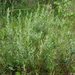 salix_repens2