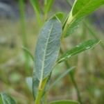 salix_repens3