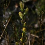 salix_repens5