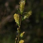 salix_repens6