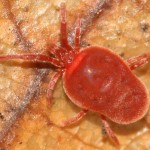 trombidium_holosericeum1