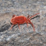 trombidium_holosericeum2