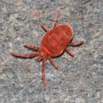 trombidium_holosericeum3