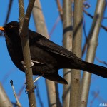 turdus-merula-2