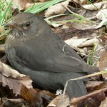 turdus_merula1