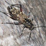 xylotrechus_rusticus1