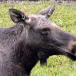 alces_alces1