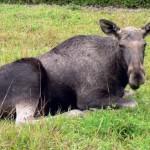 alces_alces2