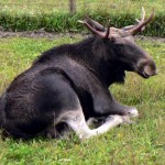 alces_alces3
