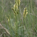 astragalus_asper2