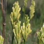 astragalus_asper4