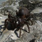 atypus_muralis1