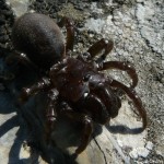 atypus_muralis2