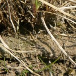 atypus_muralis3