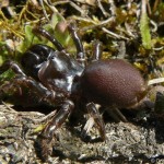 atypus_muralis4