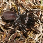 atypus_muralis5