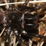 atypus_muralis6