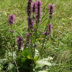 betonica-officinalis