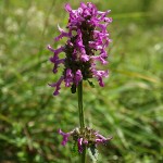 betonica-officinalis-2