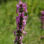 betonica-officinalis-3