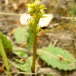corallorhiza-trifida-3