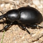 liparus_dirus1