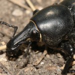 liparus_dirus2