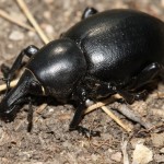 liparus_dirus3