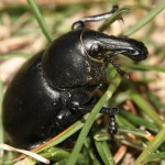 liparus_dirus4