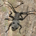 morimus_funereus1