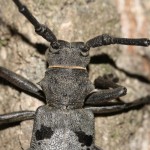 morimus_funereus2