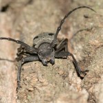 morimus_funereus3