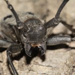 morimus_funereus4
