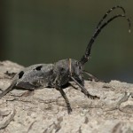morimus_funereus5