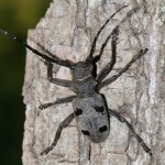 morimus_funereus6