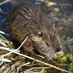 myocaster-coypus-2