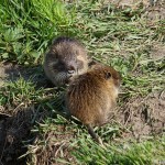 myocaster-coypus-3