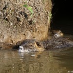 myocastor-coypus-1