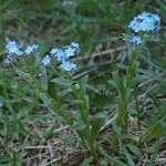 myosotis-stenophylla-1