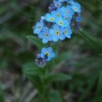 myosotis-stenophylla-2